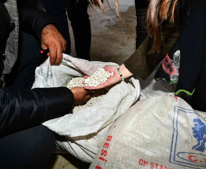Yerli Kuru Fasulyeyle Çiftçiye 1,5 Milyon Liralık Destek