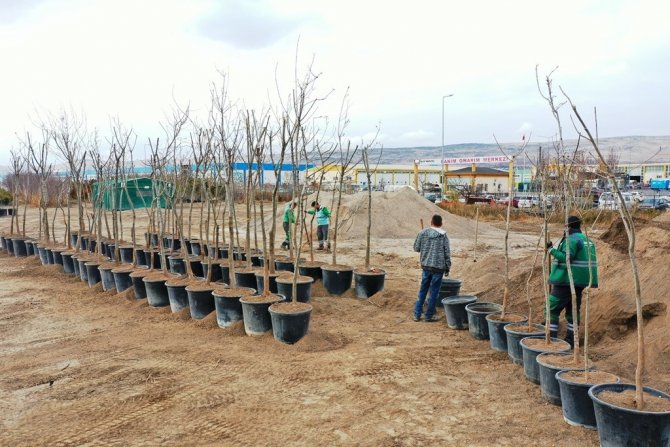 Kocasinan’da Herkesin Dikili Bir Ağacı Olacak