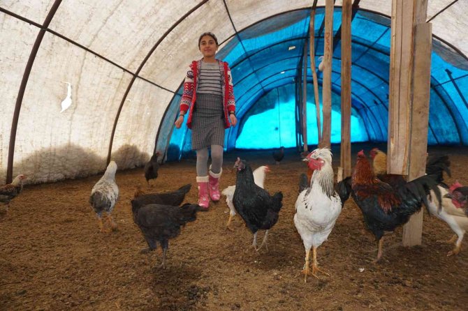 Huzur Ortamı Sağlanan Şırnak Yaylalarında, 13 Yaşındaki Kız Çocuğu Hayatını Hayvanlara Adadı