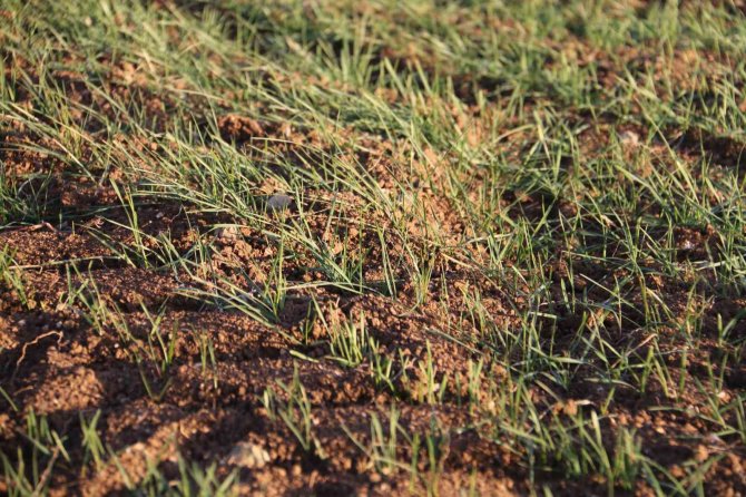 Erken Filizlenen Buğday Tohumları Kışı Bahara Çevirdi