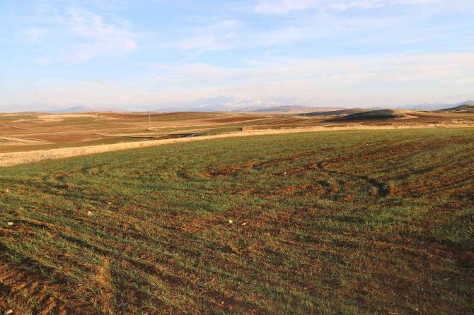 Erken Filizlenen Buğday Tohumları Kışı Bahara Çevirdi