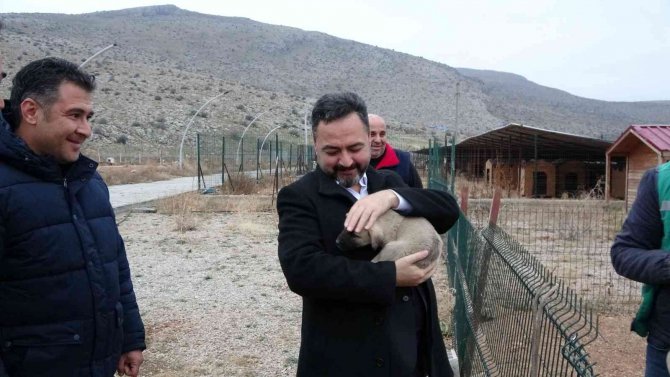 Elbistan Belediyesi Başıboş Köpekler İçin Harekete Geçti