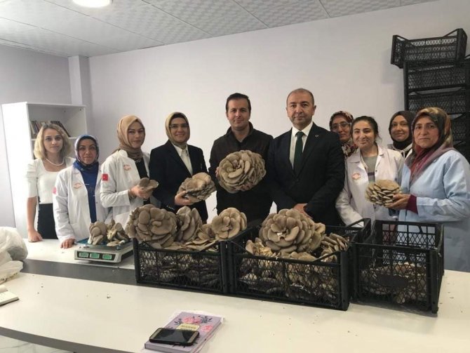 Kadınlar Tarafından Üretilen İ̇stiridye Mantarının İ̇lk Hasadı Yapıldı