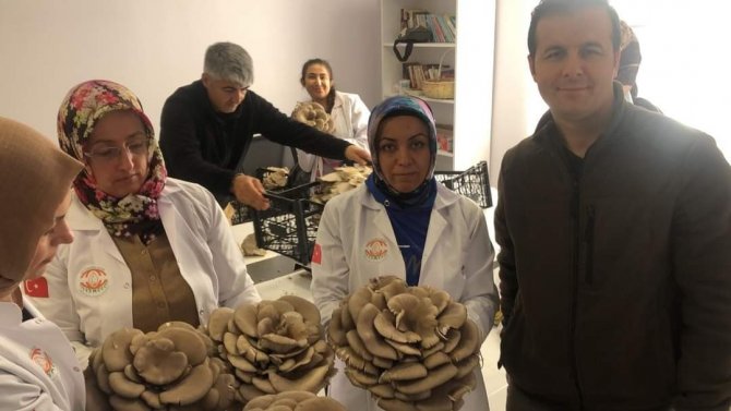 Kadınlar Tarafından Üretilen İ̇stiridye Mantarının İ̇lk Hasadı Yapıldı