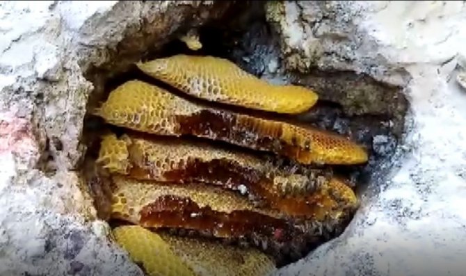 Balını ’Taştan’ Çıkarıyor