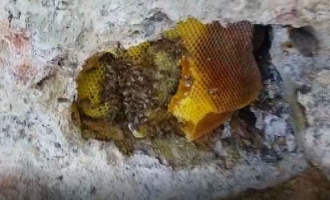 Balını ’Taştan’ Çıkarıyor