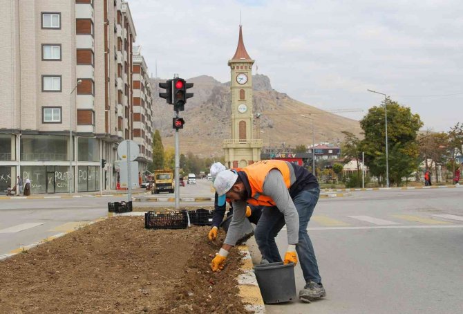 Van’da 54 Bin Lale Soğanı Dikildi