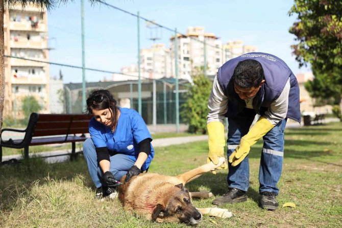Yüreğir Belediyesi Kuduz Aşısı Çalışması Başlattı