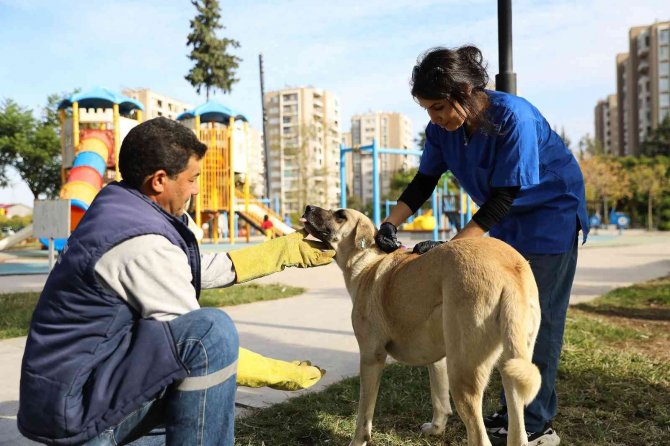 Yüreğir Belediyesi Kuduz Aşısı Çalışması Başlattı