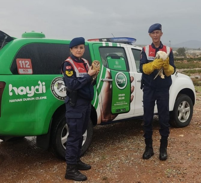 Peçeli Baykuş Ve Martılar Tedavi Altına Alındı