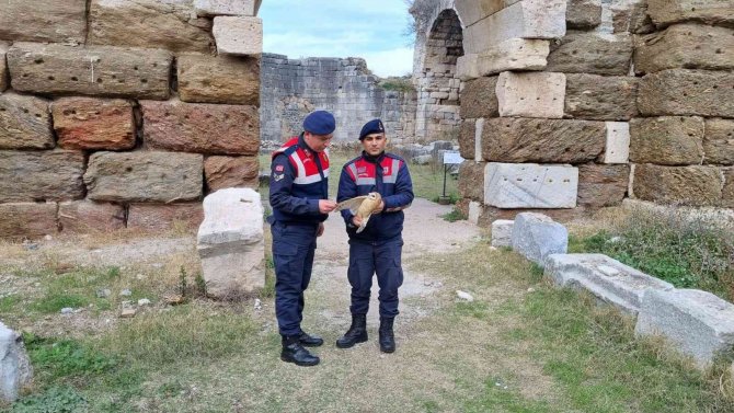 Peçeli Baykuş Ve Martılar Tedavi Altına Alındı