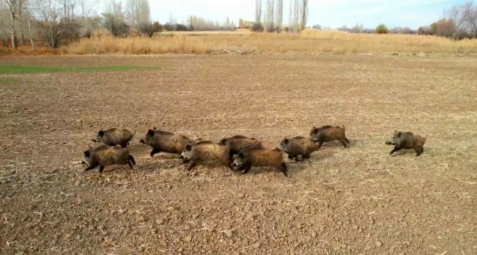Çoban Köpeğinin Domuz Sürüsüyle Burun Buruna Geldiği Anlar Dron Kamerasına Yansıdı