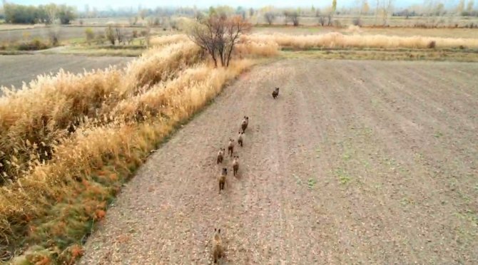 Çoban Köpeğinin Domuz Sürüsüyle Burun Buruna Geldiği Anlar Dron Kamerasına Yansıdı