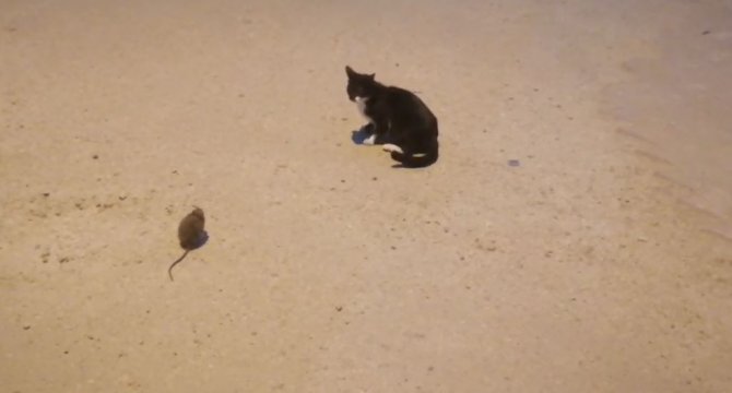 Kedi İle Farenin Oyunu Kamerada