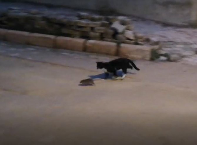 Kedi İle Farenin Oyunu Kamerada