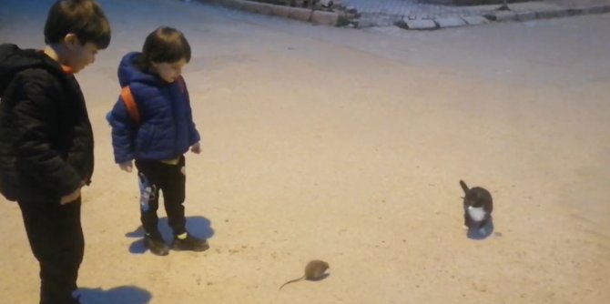 Kedi İle Farenin Oyunu Kamerada