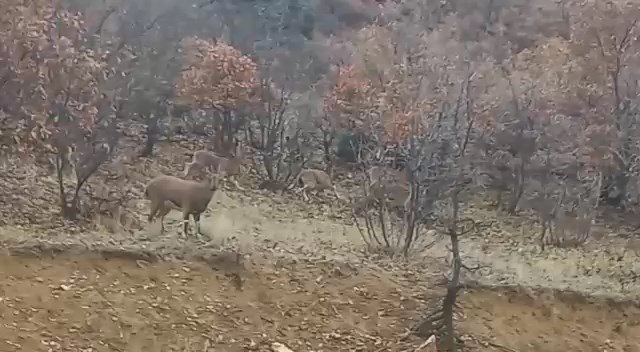Elazığ’da Yaban Keçileri Görüldü