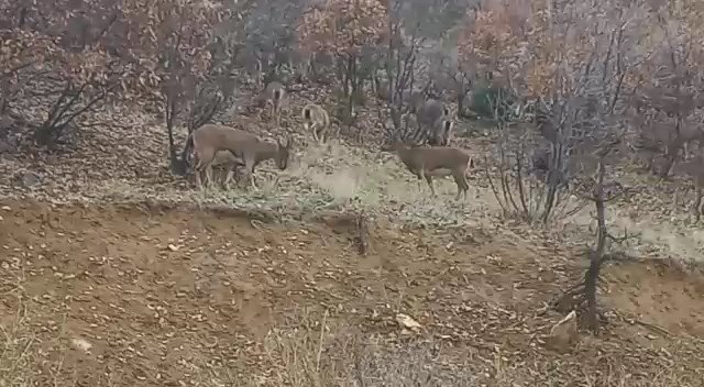 Elazığ’da Yaban Keçileri Görüldü
