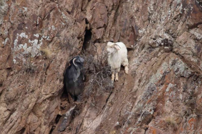 Dağda Mahsur Kalan 2 Keçiyi Afad Ekibi Kurtardı
