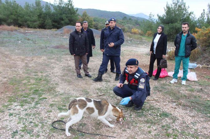 Bilecik’te Sokak Hayvanlarını Elleriyle Beslediler