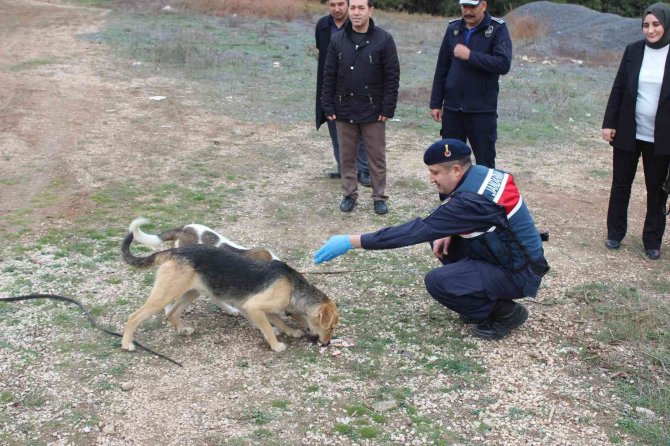 Bilecik’te Sokak Hayvanlarını Elleriyle Beslediler