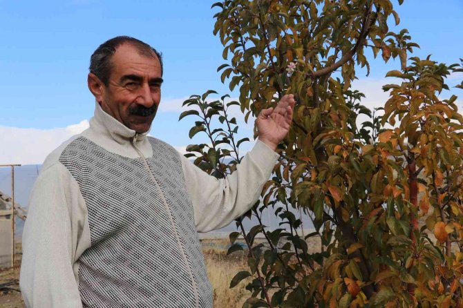 Elma Ağacı Aralık Ayında Çiçek Açtı