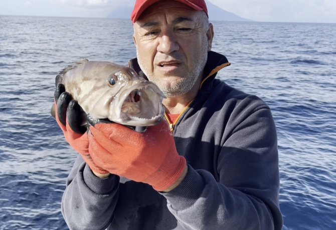 50 Yıl Sonra İlk Kez Kuzey Ege’de Görüldü