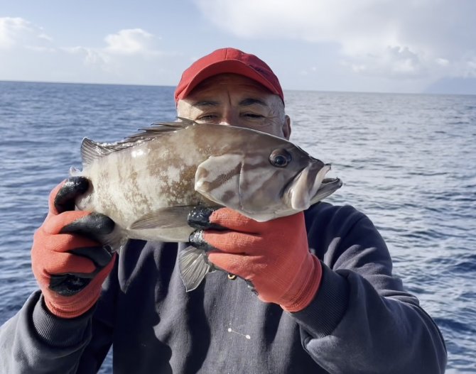 50 Yıl Sonra İlk Kez Kuzey Ege’de Görüldü