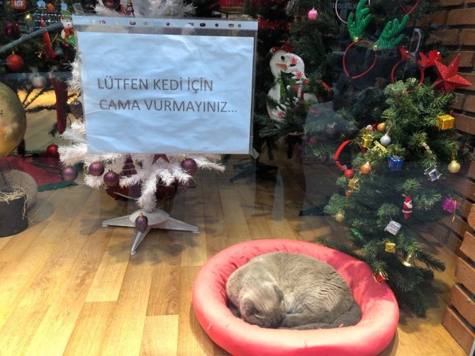 Vitrin Mankeni Kedi