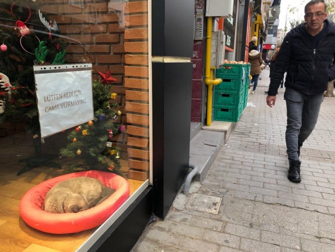 Vitrin Mankeni Kedi