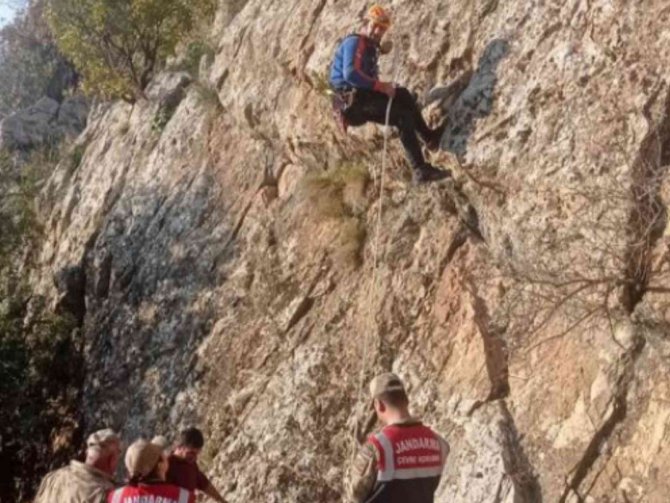 Siirt’te Kayalıklarda Mahsur Kalan Keçiler 5 Gün Sonra Kurtarıldı
