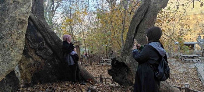 Batman’da Asırlık Çınar Ağaçlarının Yaprakları Doğal Stüdyo Oluşturdu