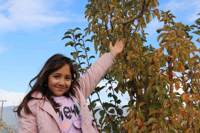 Elma Ağacı Aralık Ayında Çiçek Açtı