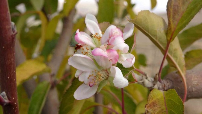 Elma Ağacı Aralık Ayında Çiçek Açtı