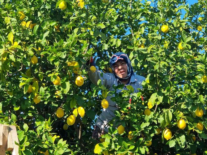 Fiyatı Üreticiyi Sevindirdi, Çukurova’da Türkülü Limon Hasadı