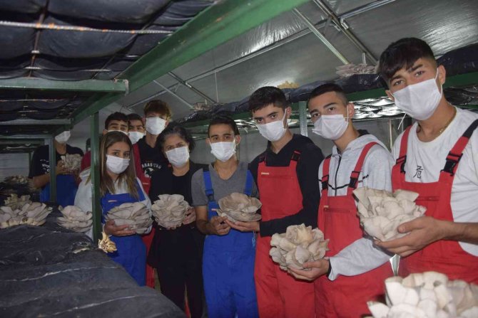 Lise Öğrencileri Ürettikleri İstiridye Mantarının İlk Hasadını Yaptı