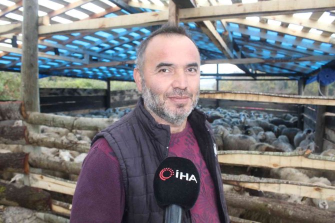 Sinop’ta Bir Gecede 50 Koyunu Araca Yükleyip Çaldılar