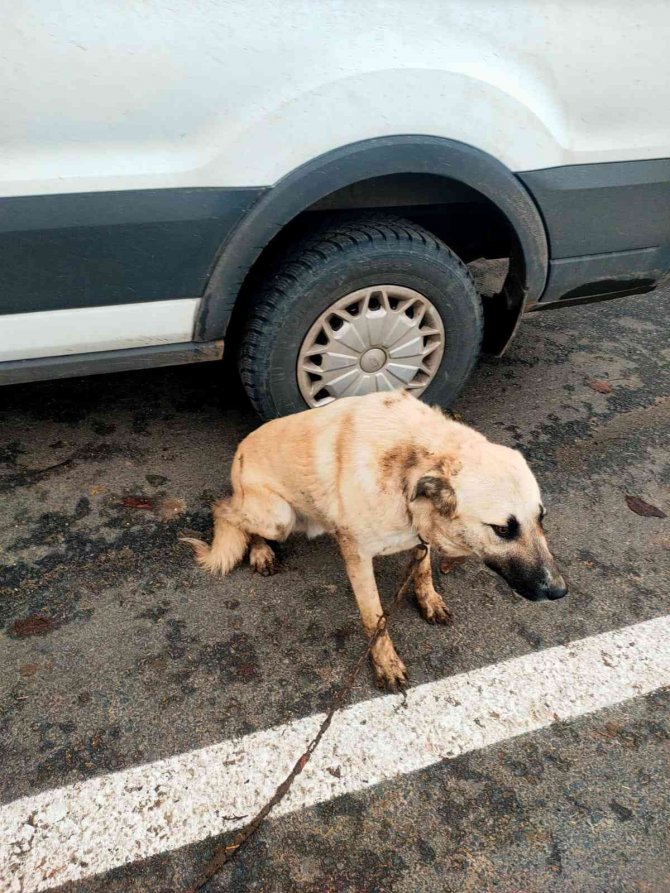 Çitlere Zarar Veren Köpeğini Sopayla Dövdü
