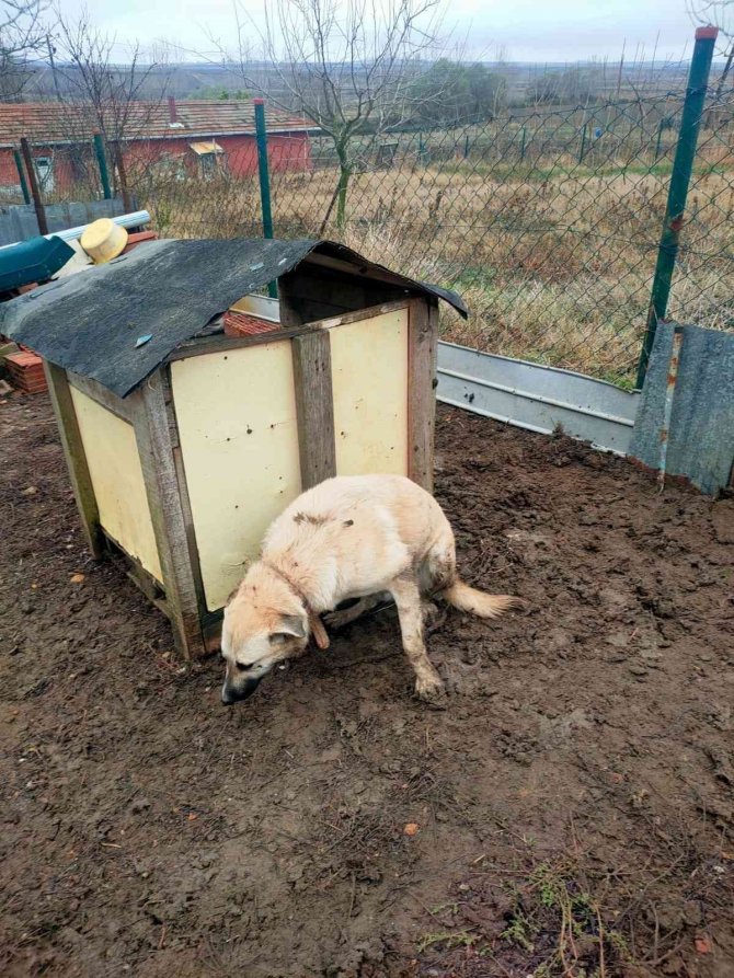 Çitlere Zarar Veren Köpeğini Sopayla Dövdü
