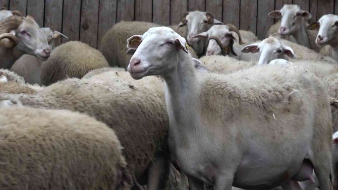 ’Yalova Kıvırcığı Koyunu’ Yetiştiricisinin Yüzünü Güldürüyor