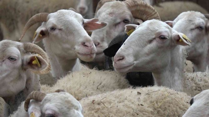 ’Yalova Kıvırcığı Koyunu’ Yetiştiricisinin Yüzünü Güldürüyor