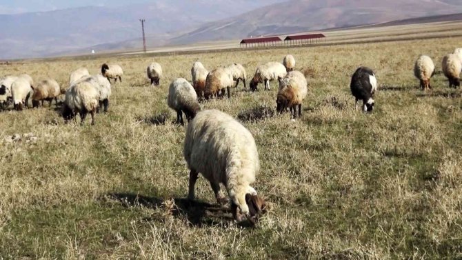 Muş’ta Sıcak Hava Besicilerin Yüzünü Güldürüyor