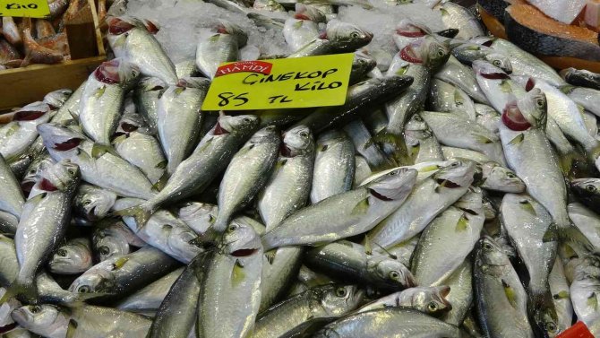 Balık Tezgahlarında Palamutun Yerini Çinekop Alıyor