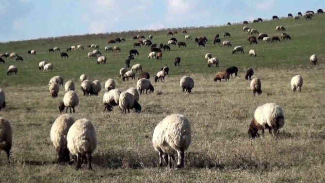Muş’ta Sıcak Hava Besicilerin Yüzünü Güldürüyor