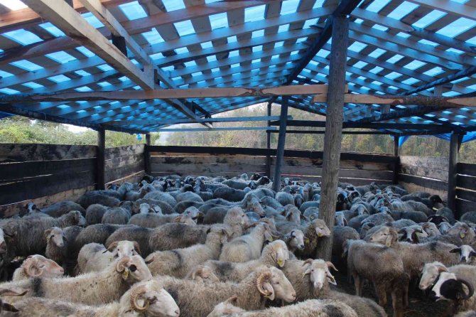 Sinop’ta Bir Gecede 50 Koyunu Araca Yükleyip Çaldılar