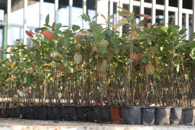 Çiftçilere "Süper Meyve" Fidanı Dağıtıldı