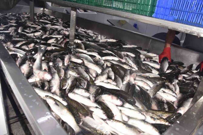 Dalyan Kefali Kilosu 50 Liradan Satılıyor