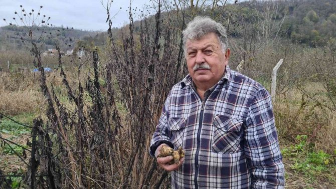 Kış Mevsiminin Vazgeçilmezi Yer Elmasının Hasadı Başladı