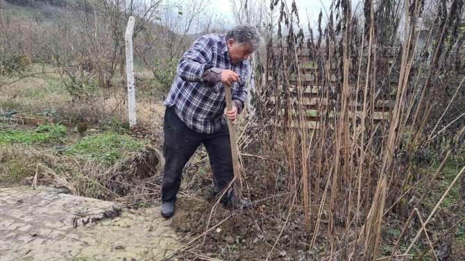 Kış Mevsiminin Vazgeçilmezi Yer Elmasının Hasadı Başladı