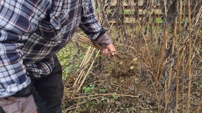Kış Mevsiminin Vazgeçilmezi Yer Elmasının Hasadı Başladı